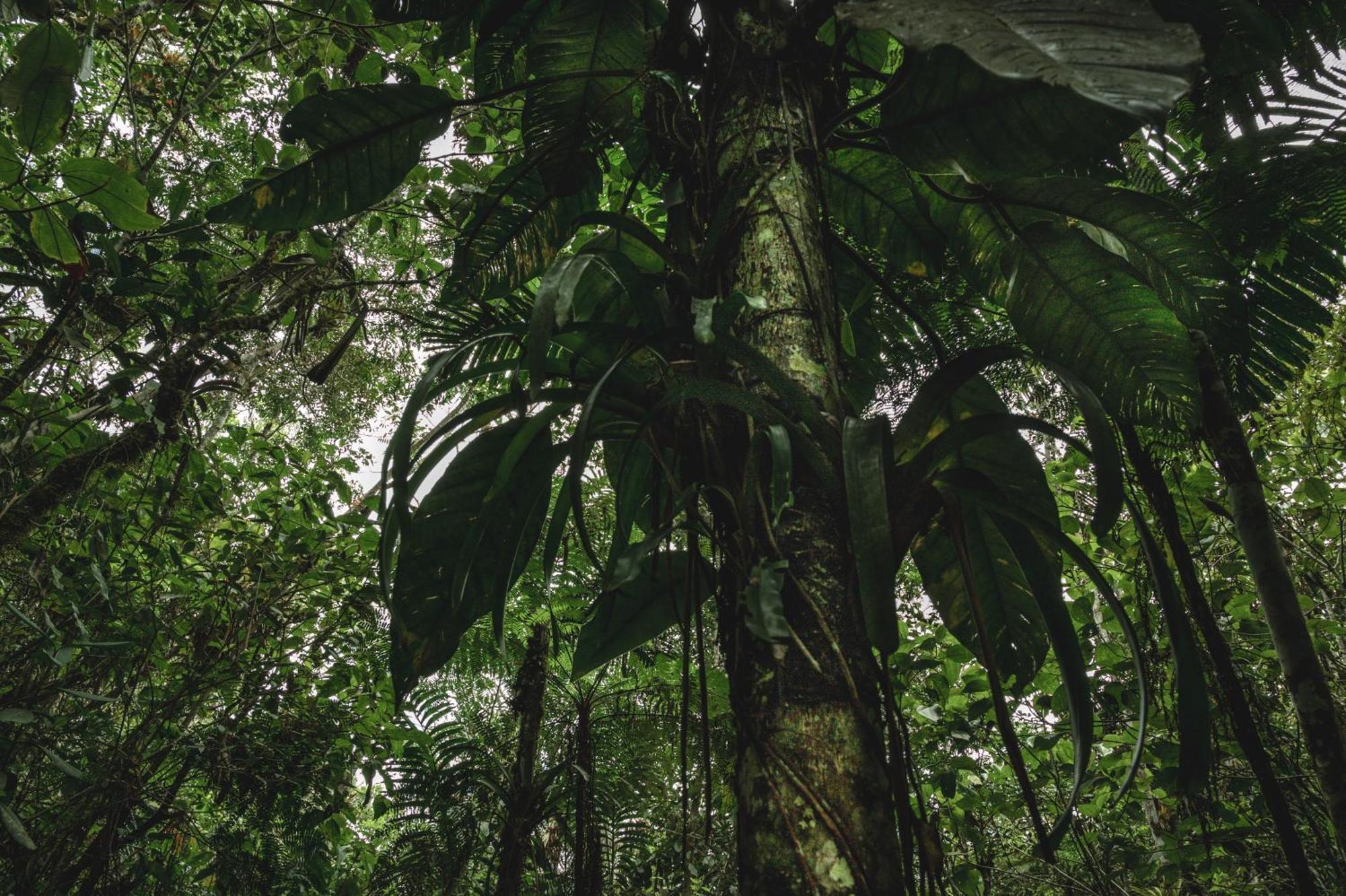 Huingos Eco Lodge Tarapoto Bagian luar foto